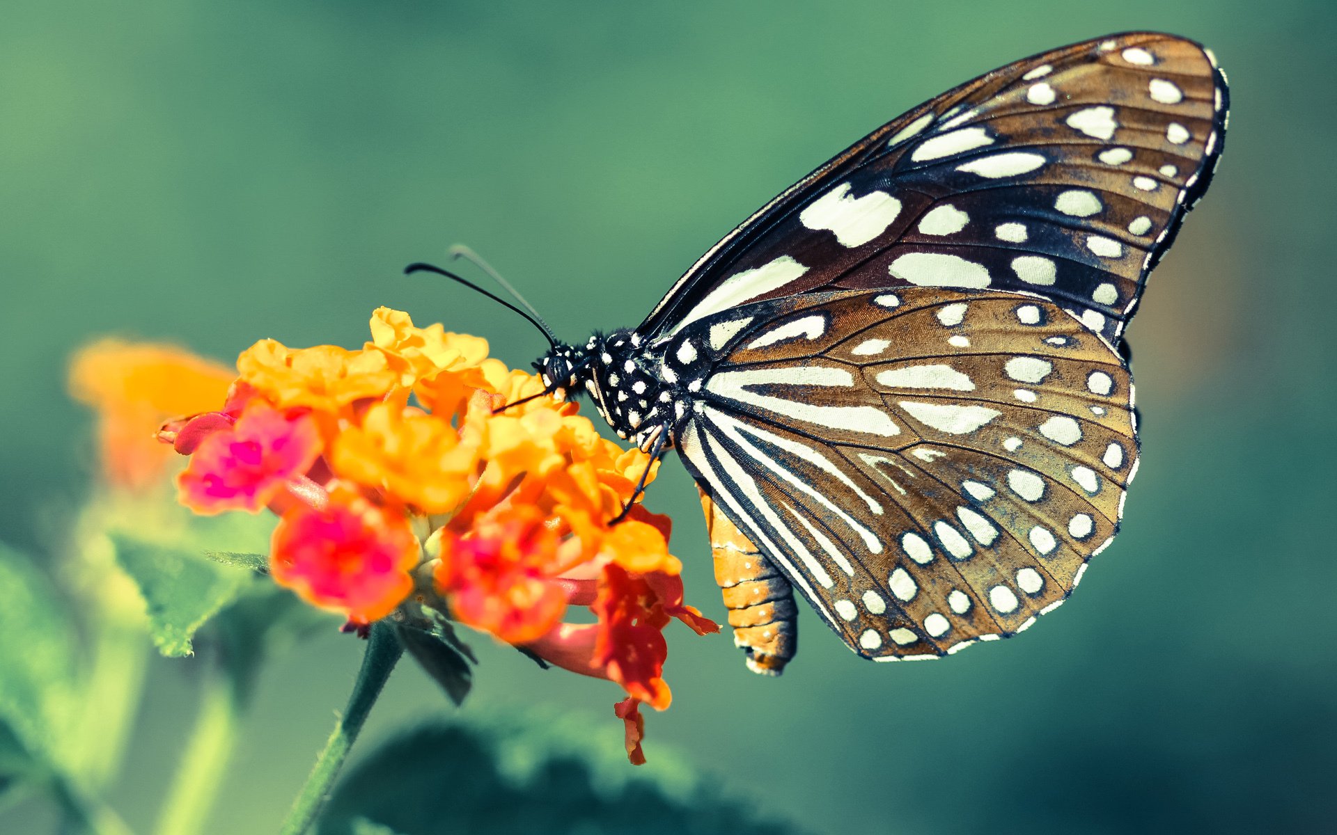 爱游戏体育APP下载-“新加坡泳池角逐！2025世界游泳锦标赛来势汹汹”