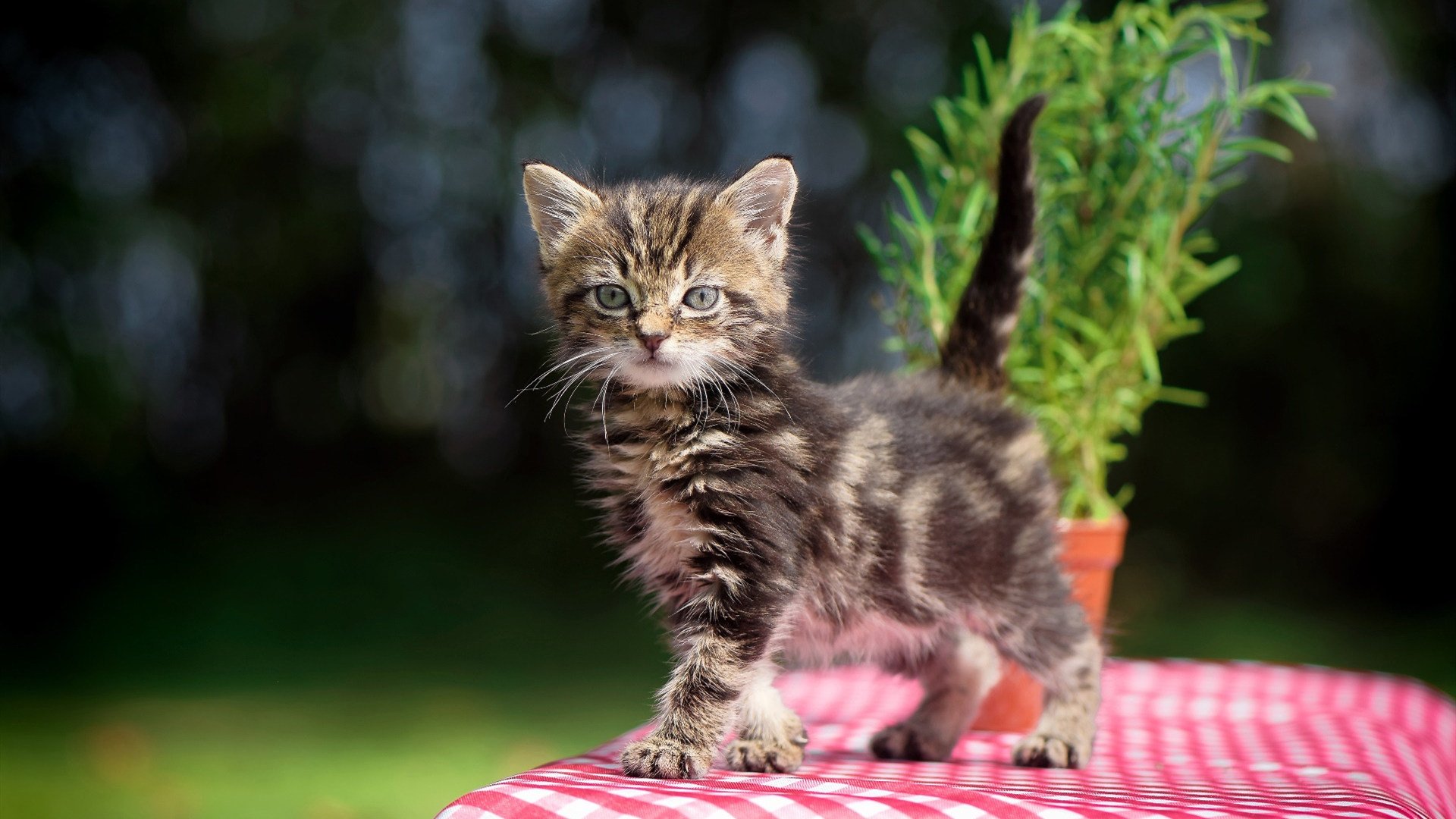 中国男篮备战国际比赛 状态持续回升，中国男篮国家队比赛赛程安排
