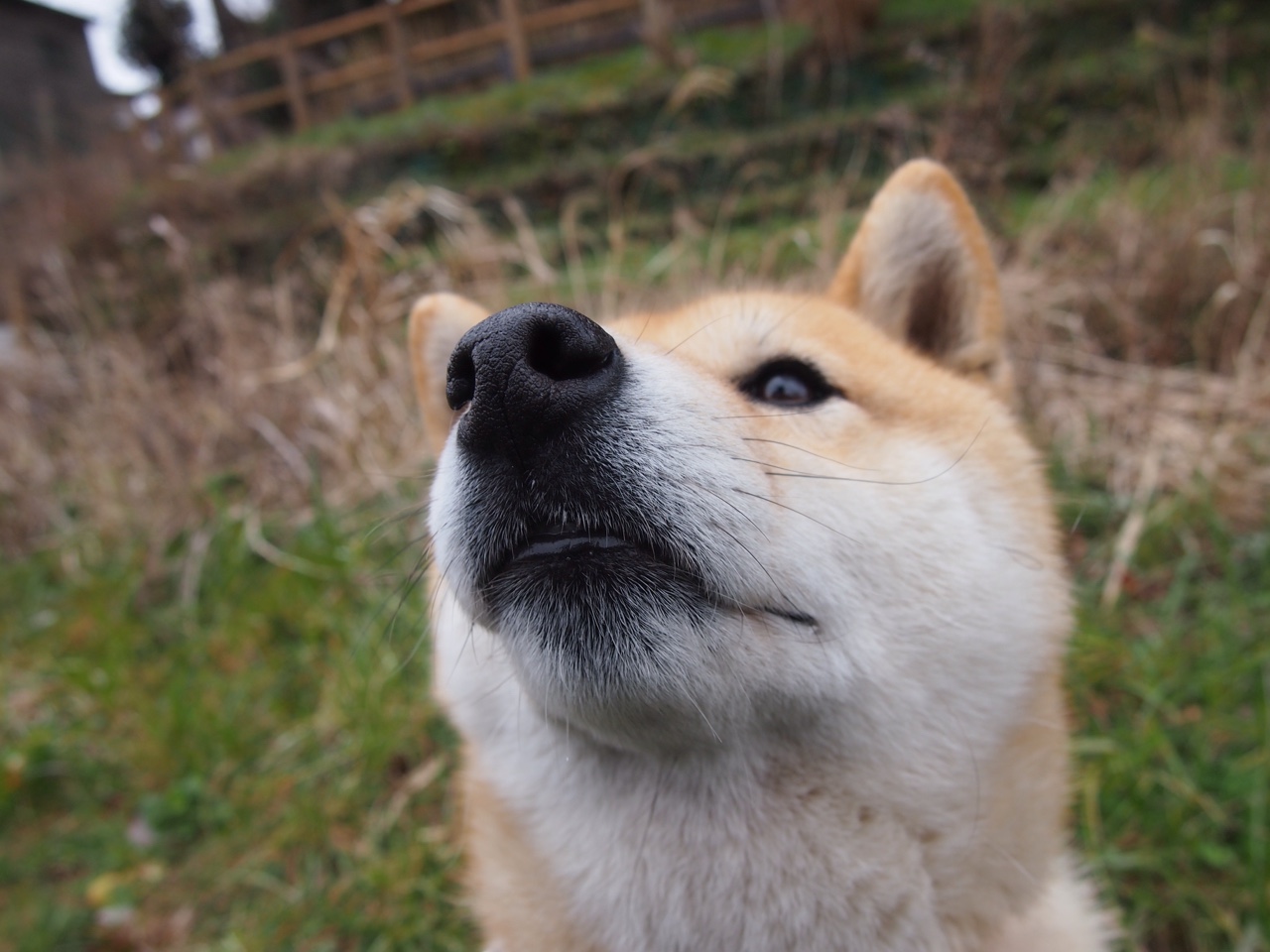 爱游戏app下载-拜仁强打右路，频频撕裂博卡防线，拜仁一直很强