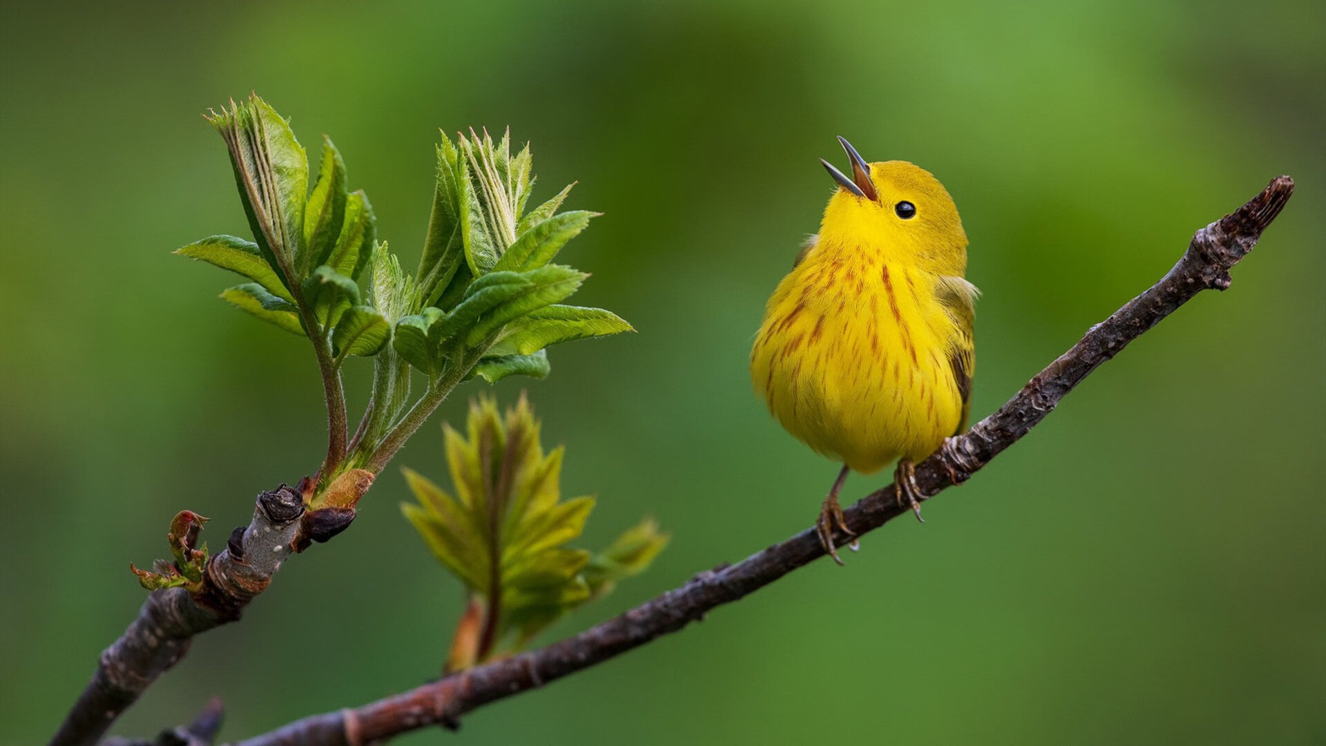 爱游戏娱乐-浙江雄狮节奏掌控能力提升主导比赛走势，浙江雄狮多少钱一包
