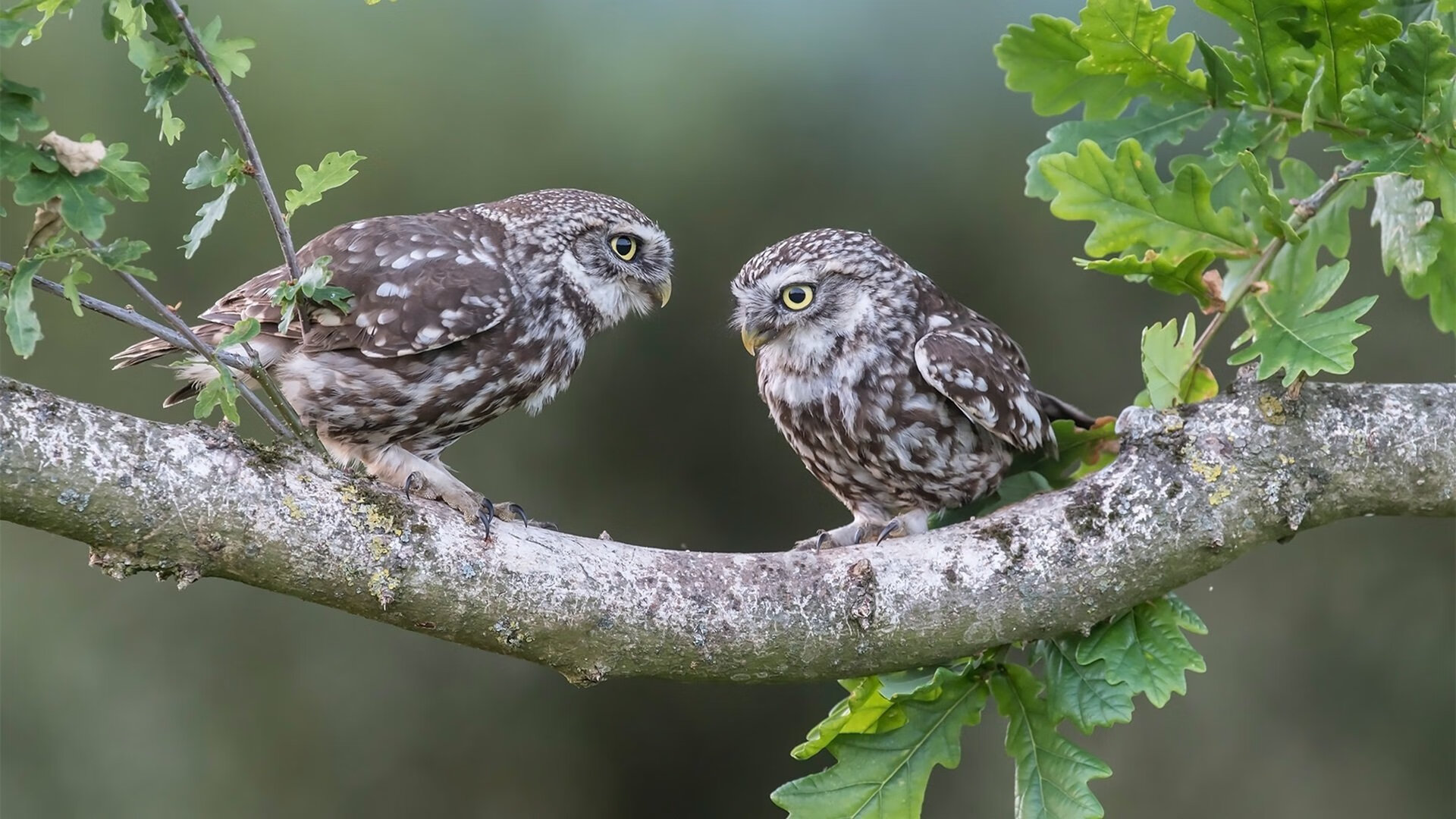 中国女排主攻手连续得分成取胜关键,中国女排主攻手是谁
