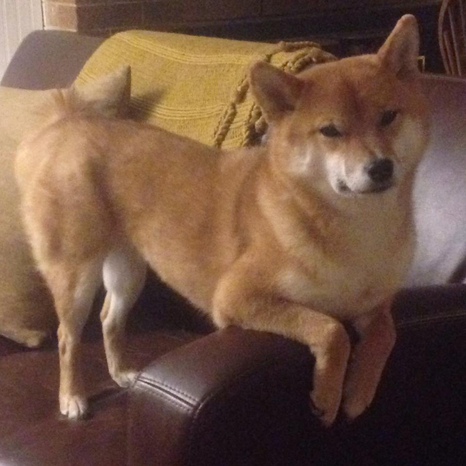 爱游戏中国官方网站平台-中国足球国家队提升后防战术稳定性，国足防守型中场