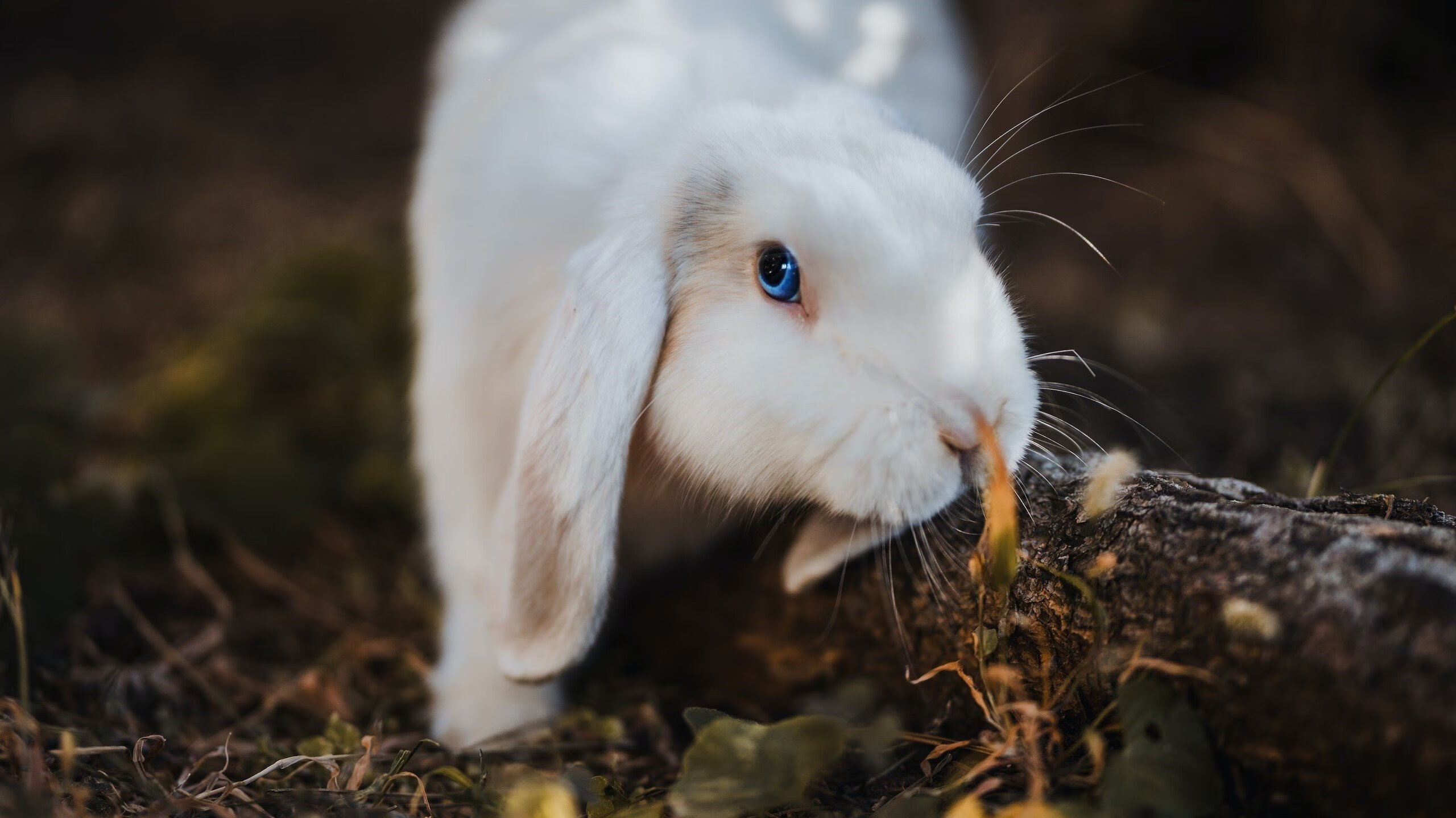 中国足球国家队提升后防战术稳定性，国足防守型中场