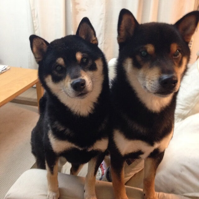 体育新闻中心跨界明星动态，体育明星跨界娱乐圈