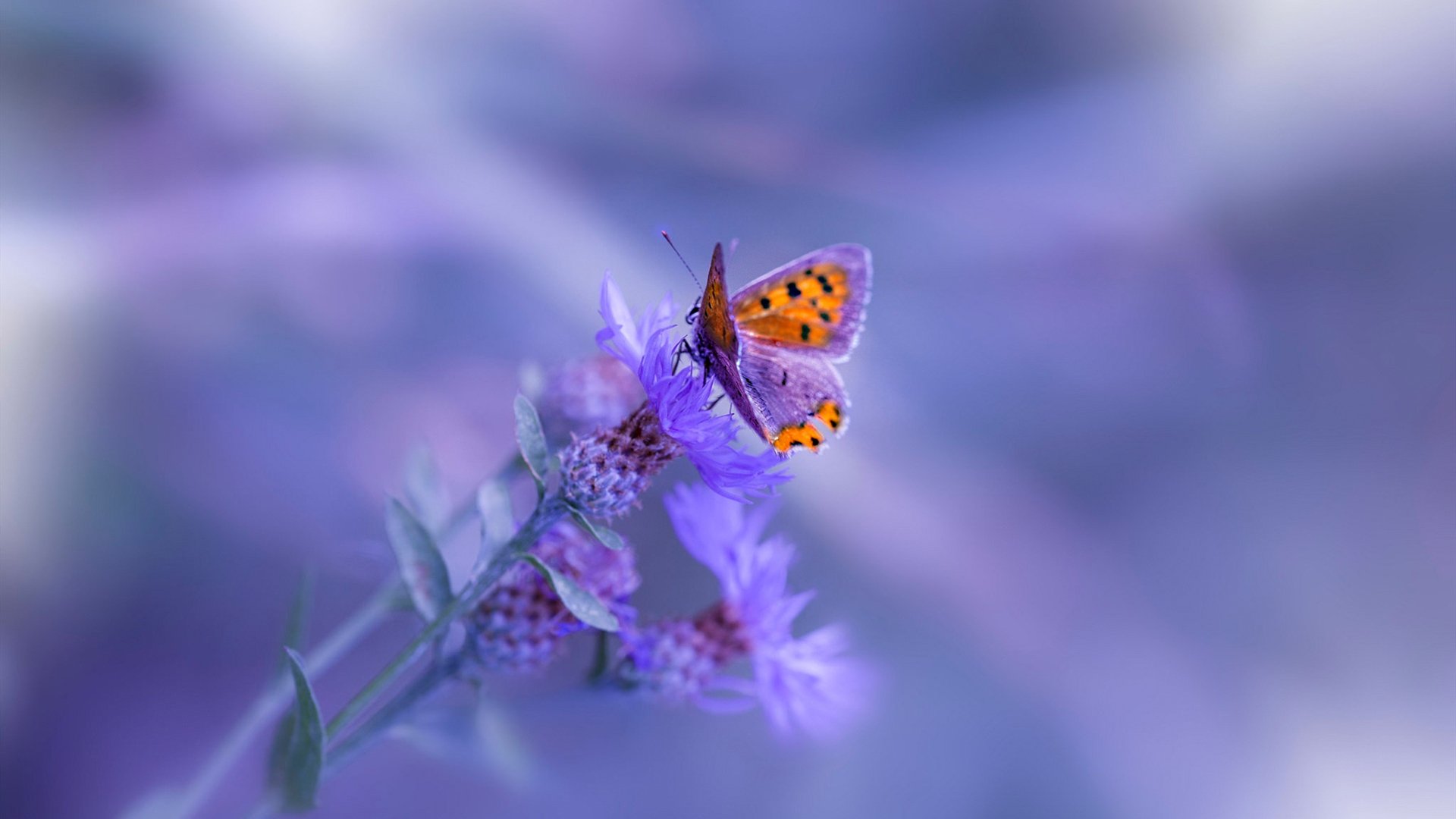 凯恩·瑞安：全黑队的战术引擎，让球队进攻更具组织性，凯恩we