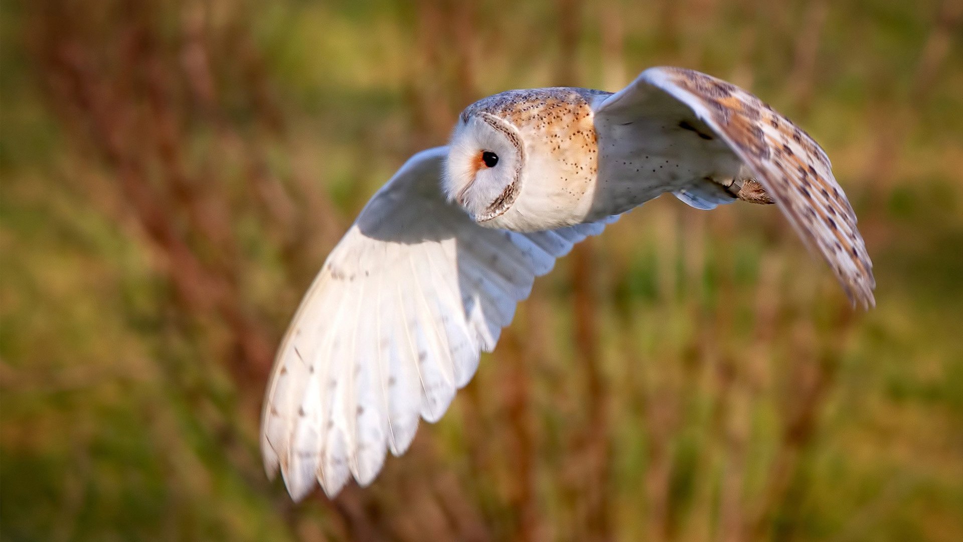 爱游戏体育官方网站-塞内加尔男篮在非洲锦标赛中奋勇争先，续写非洲篮球辉煌篇章，塞内加尔男篮排名