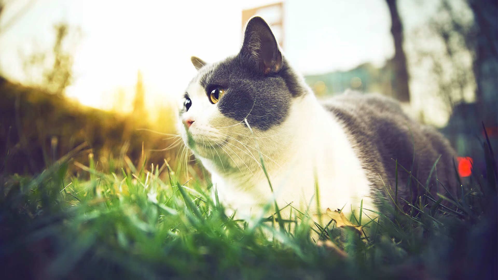 塞维利亚保持一贯强势，继续冲击欧洲赛场