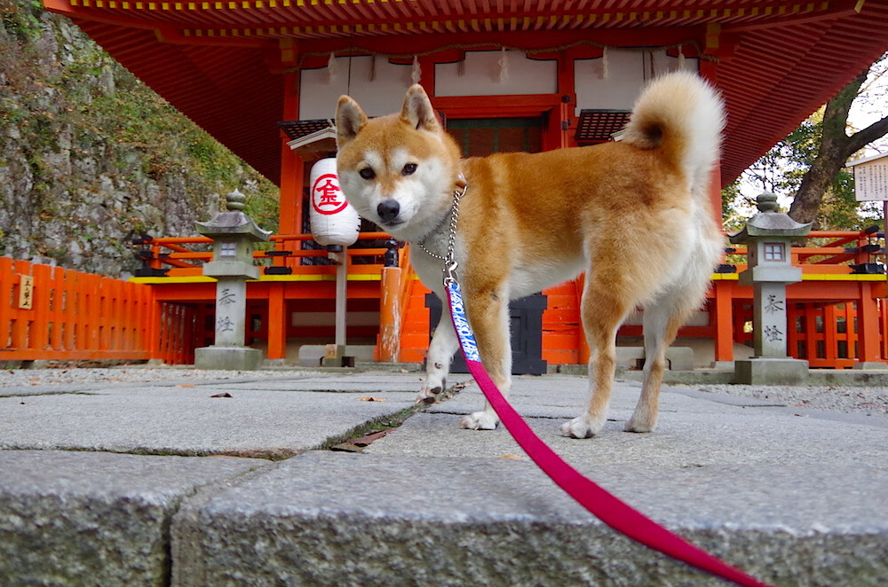 爱游戏体育平台-女子4×200米自由泳接力美国队表现抢眼，女子4×200米自由泳接力决赛录像