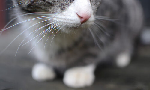 爱游戏在线登录入口-库里接受采访透露家庭重要性，库里接受采访视频